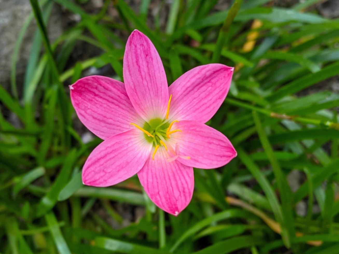 The pink rain lily is a species of plant of the genus Zephyranthes or rain lily native to Peru and Colombia. photo