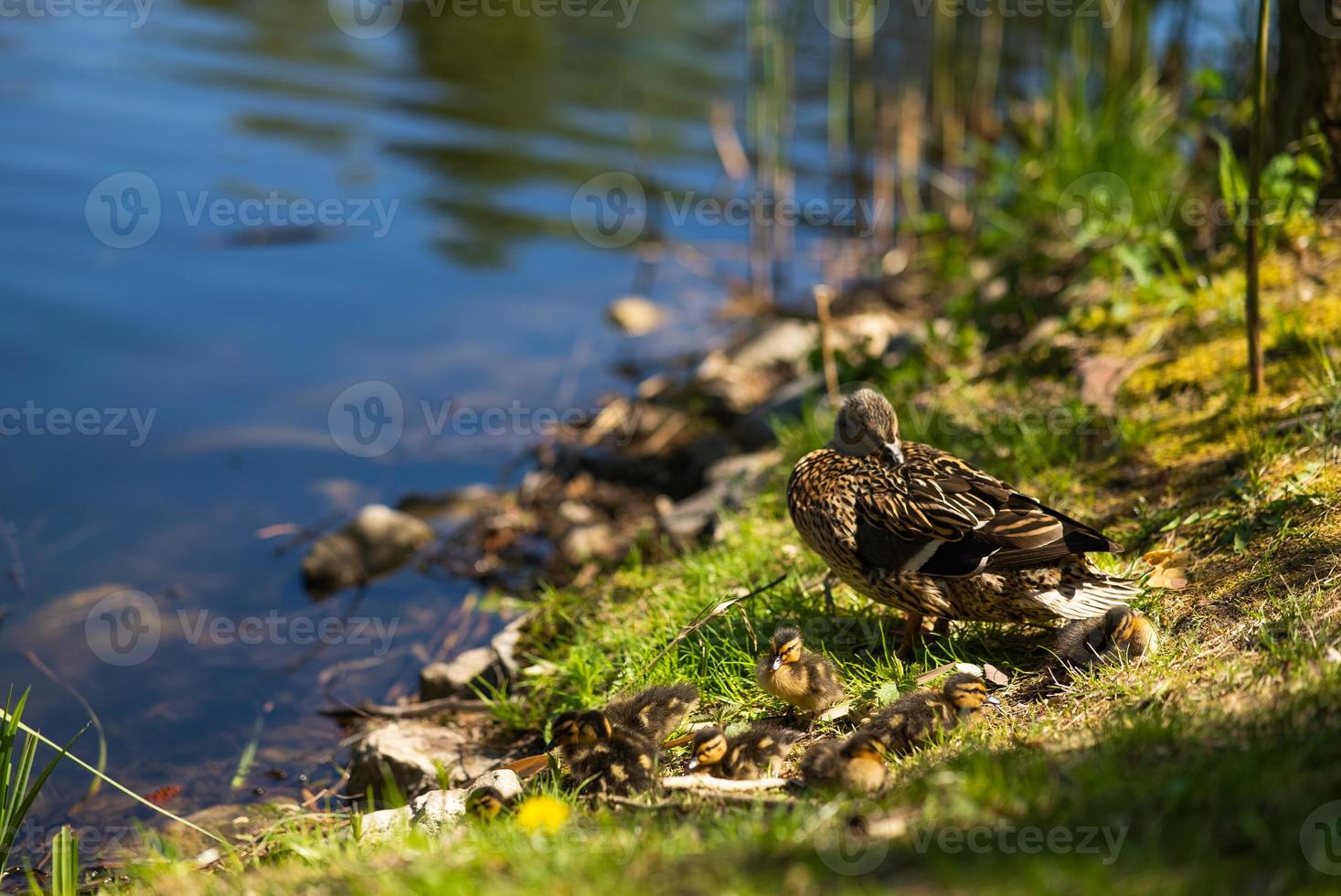 A large mother duck, ducklings rest on the shore of the reservoir and swim. photo