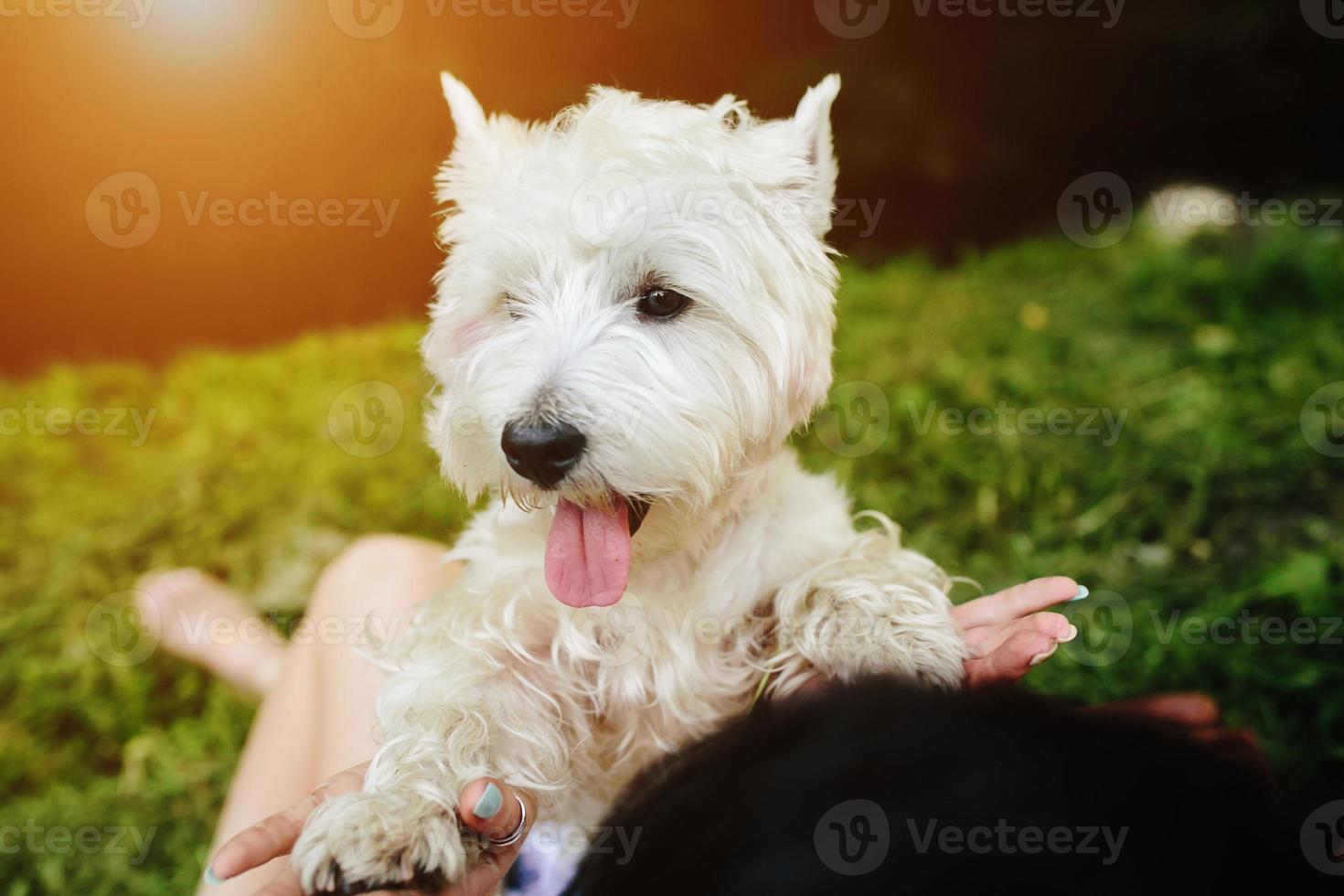 little dog with a girl photo