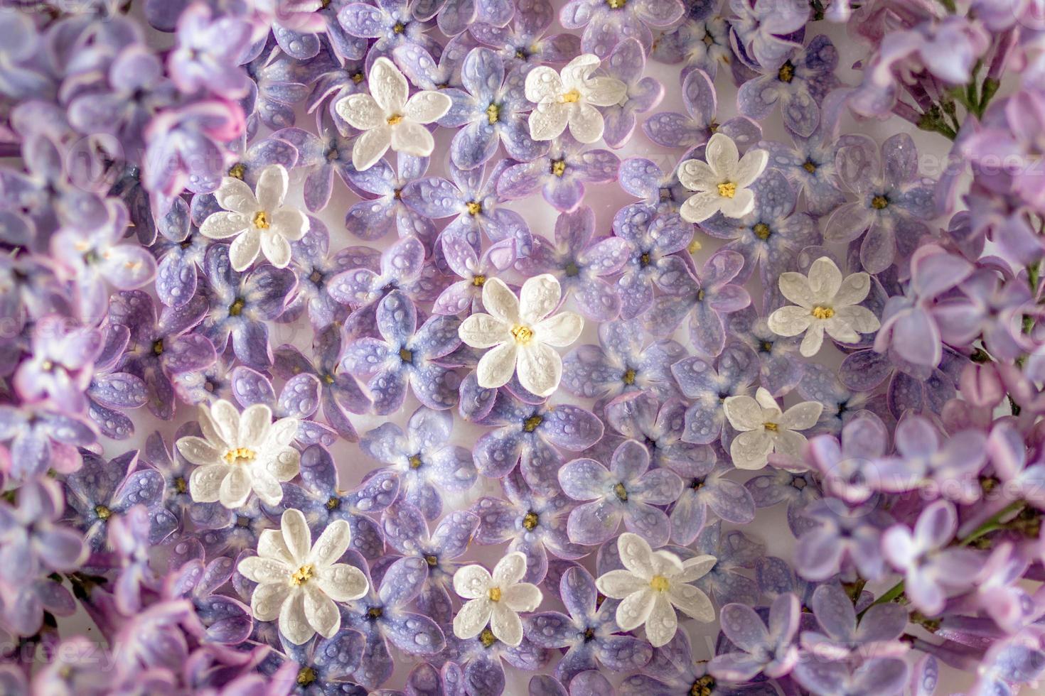 Close up on purple and white lilac flowers with drops of water, top view. Spring season concept with minimal design. photo