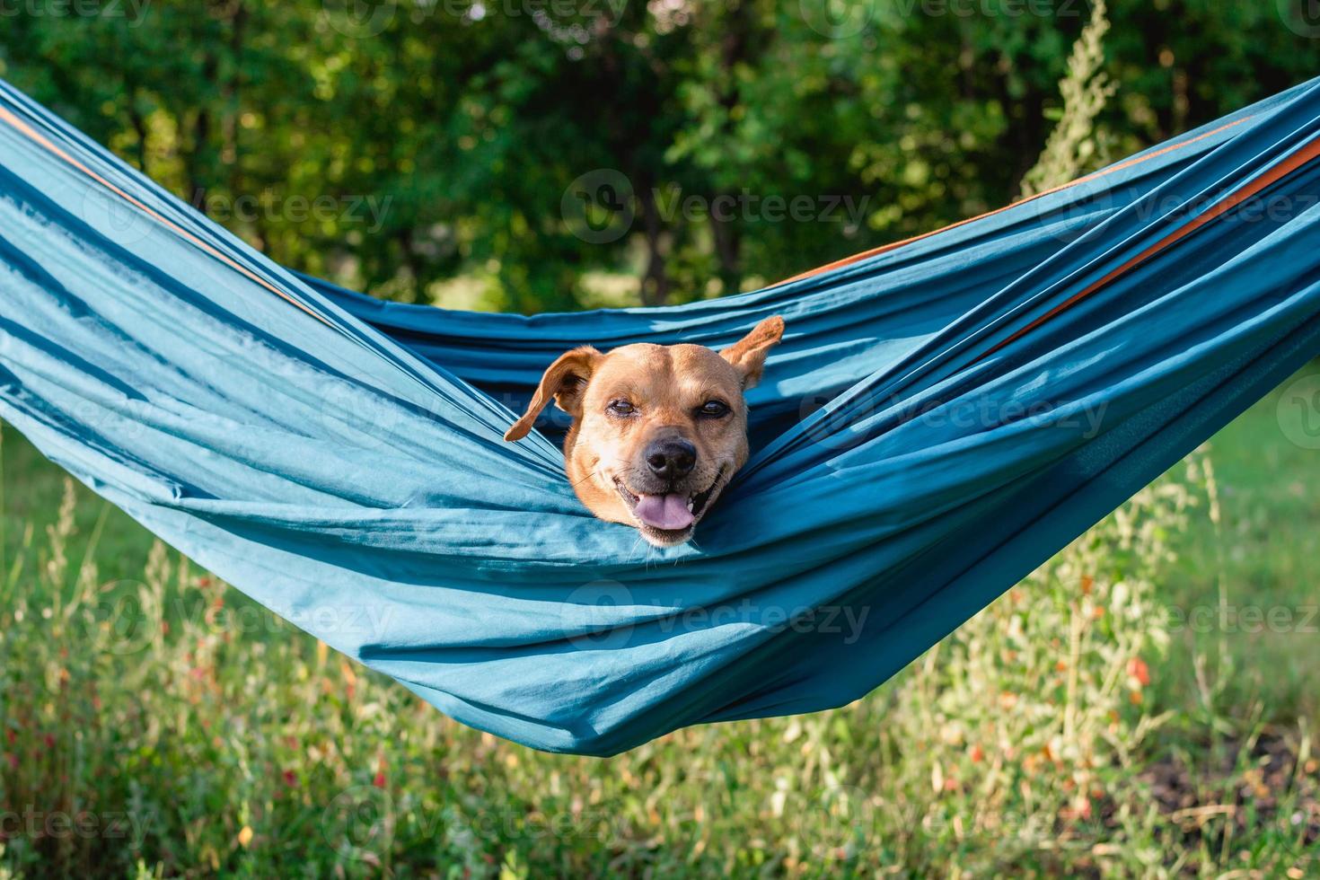 Lazy cute funny dog is resting in hammock on the nature. Relaxing time for dog on summer vacation. photo