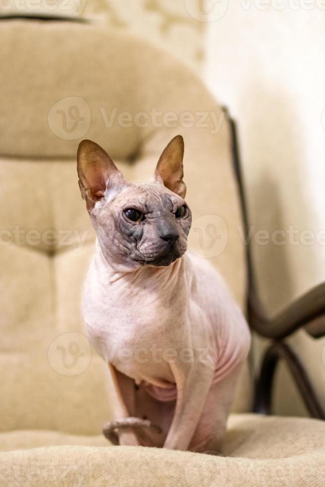 Beautiful Sphinx cat of cream solid is sitting on a sofa. photo