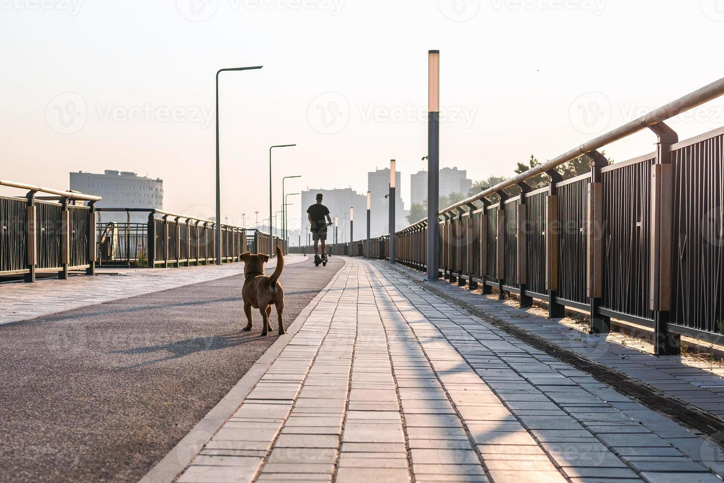 pequeño perro marrón lindo está parado en una calle y mirando a su dueño en scooter, vista trasera. foto