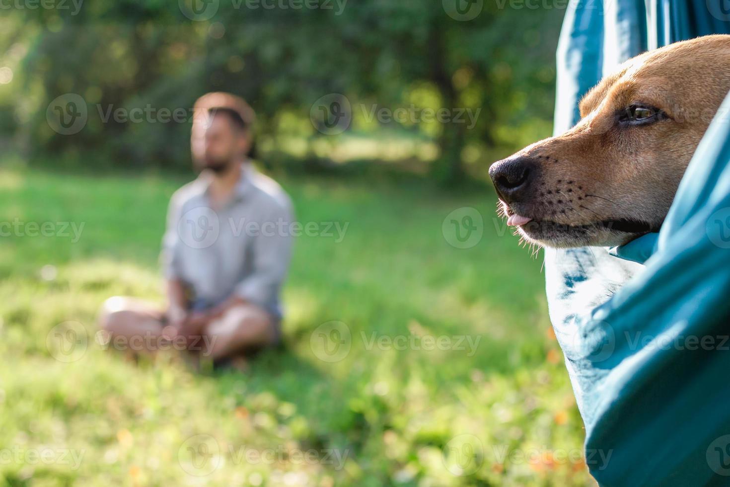 Close up face of cute brown dog in hammock on background of summer park with his owner who is meditating. photo