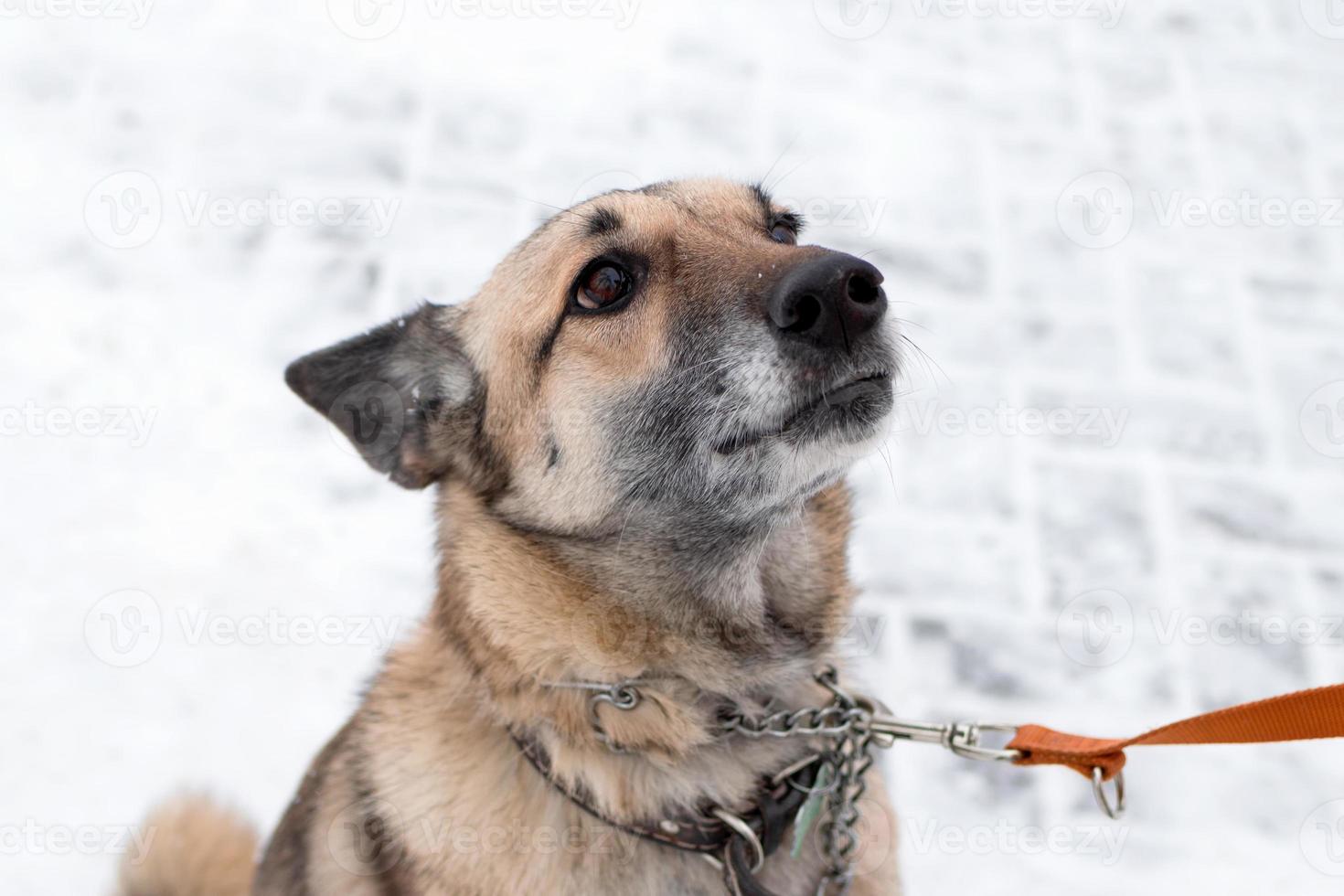 Portrait of gray and white short-haired mongrel dog with collar and leash on a background of snow. photo
