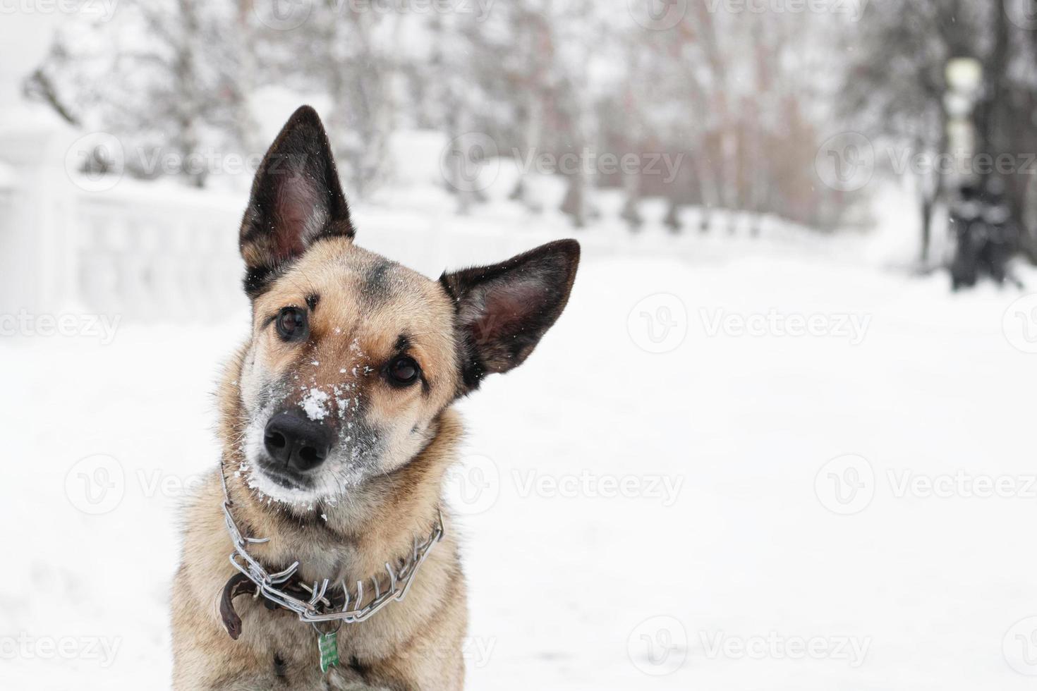 perro mestizo de pelo corto marrón y blanco está mirando a la cámara sobre un fondo de un parque nevado de invierno. foto