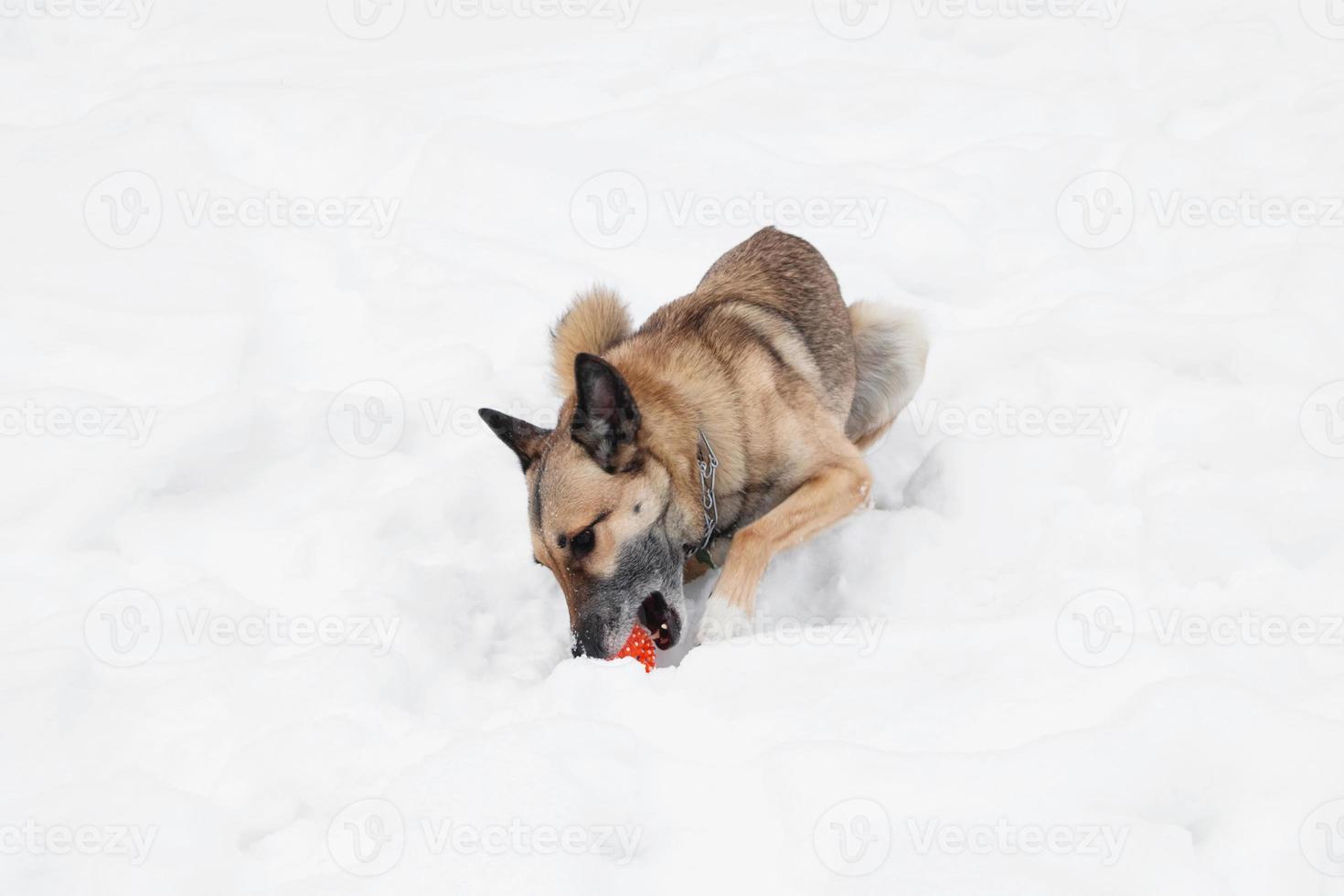 Brown and white short-haired mongrel dog is playing with orange rubber ball on the snow. photo