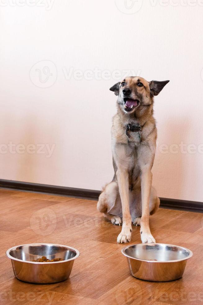 perro de color leonado está esperando para alimentarse. mascota con dos tazones de comida. foto