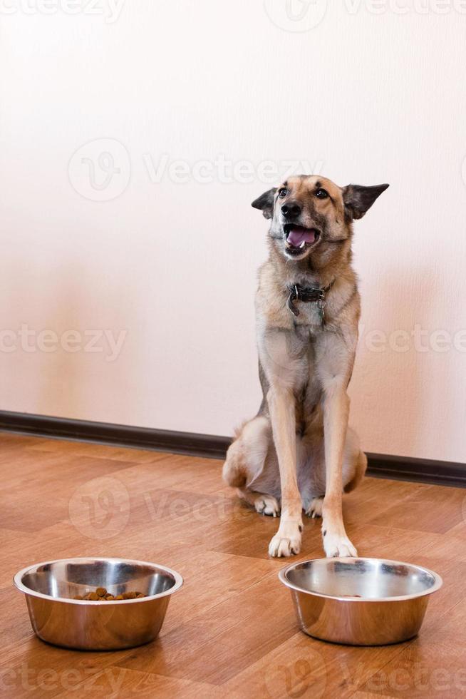 Fawn colored dog is waiting for feeding. Pet with two bowls of food. photo