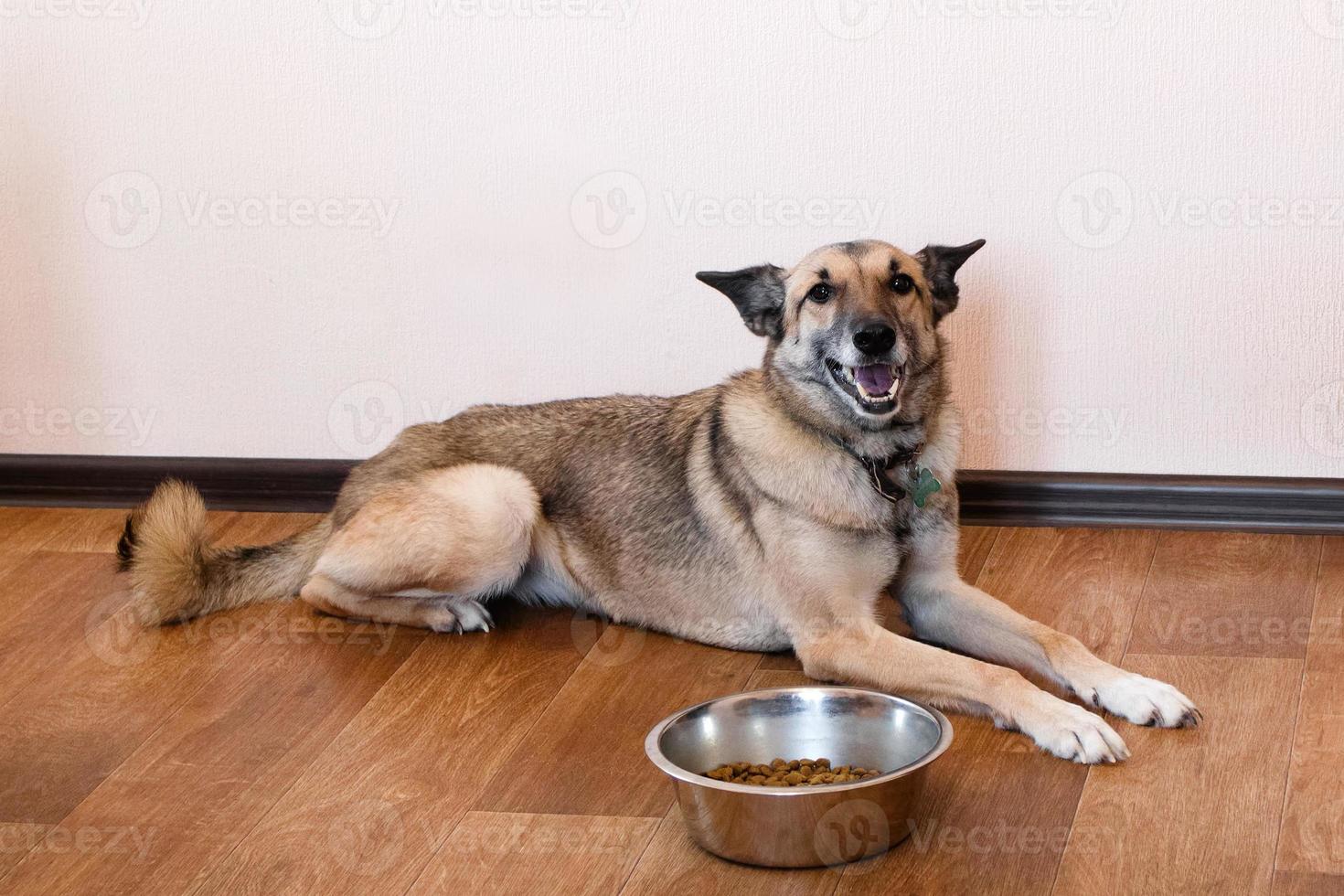 Happy dog near bowl with granules. Feeding pets. photo