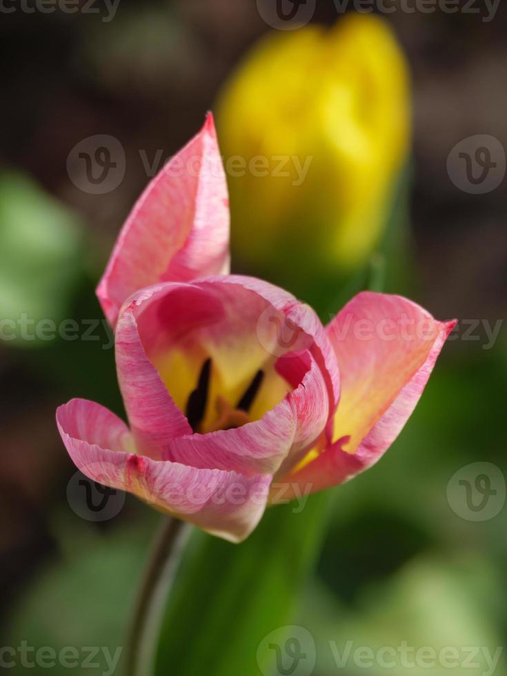 spring time in the garden photo