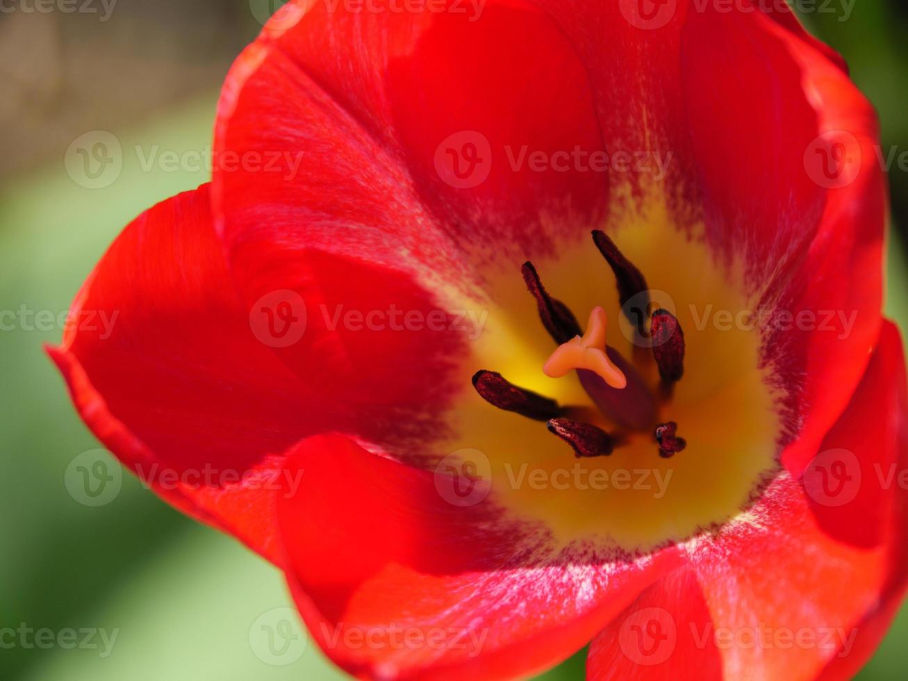 spring time in the garden photo