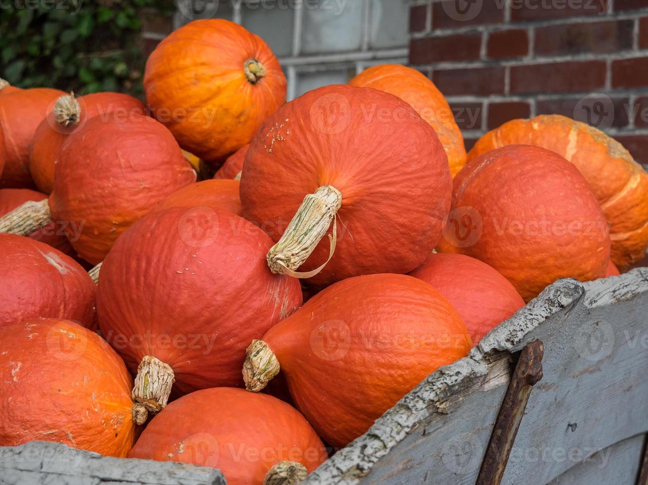 pumpkins in a german garden photo