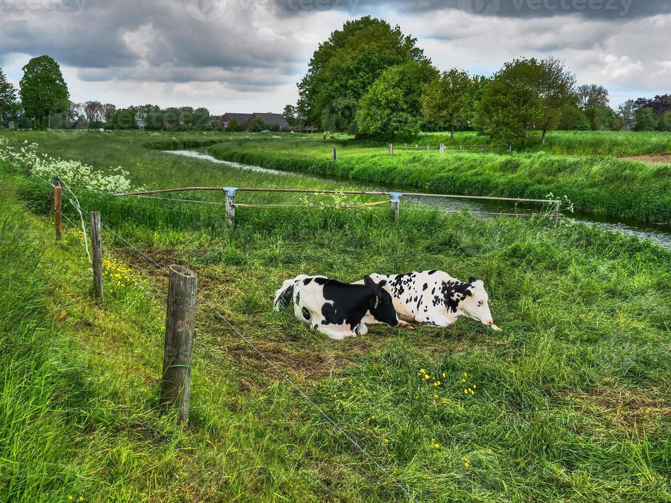 cows on a meadow photo