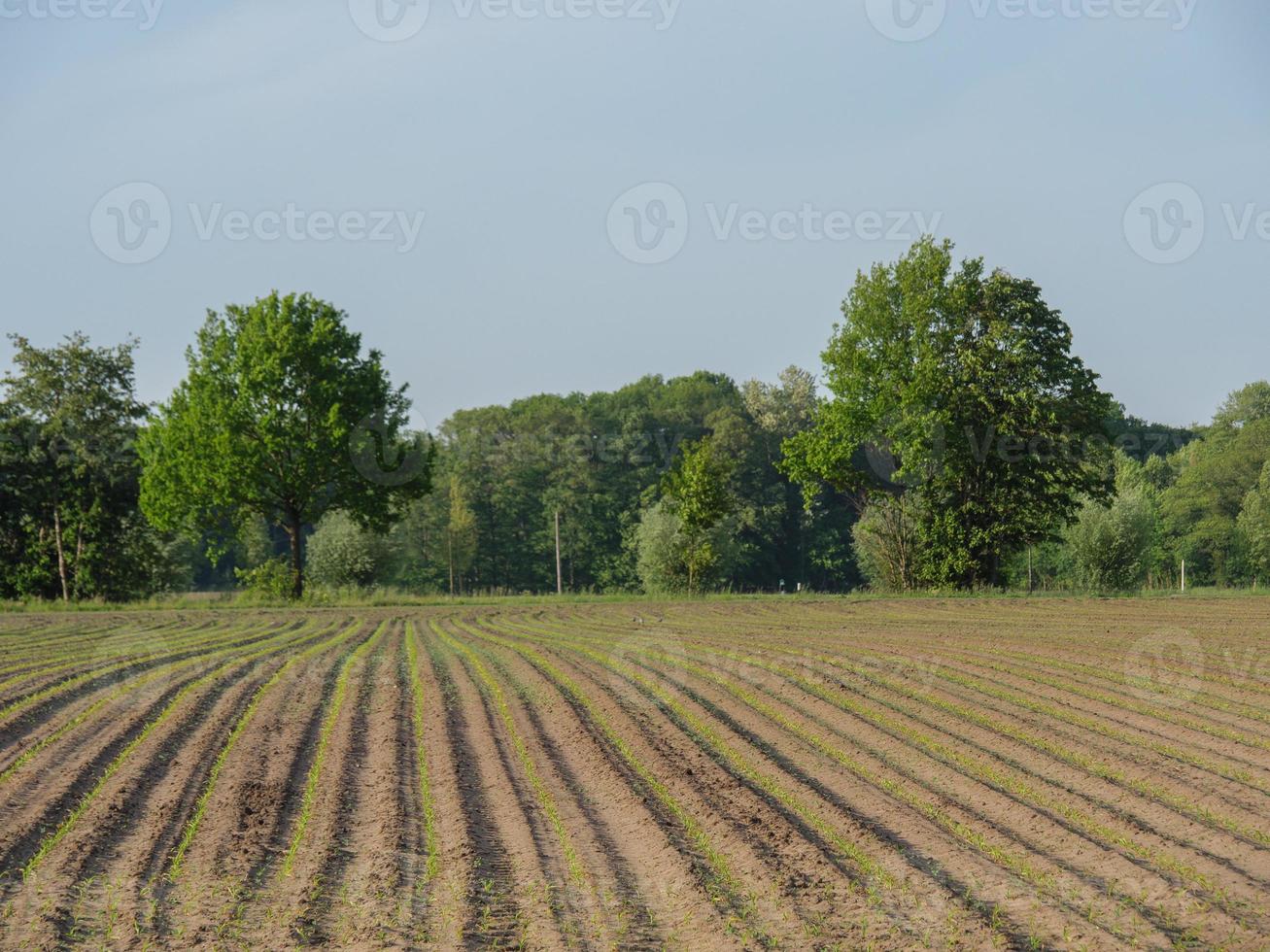 summer time in westphalia photo