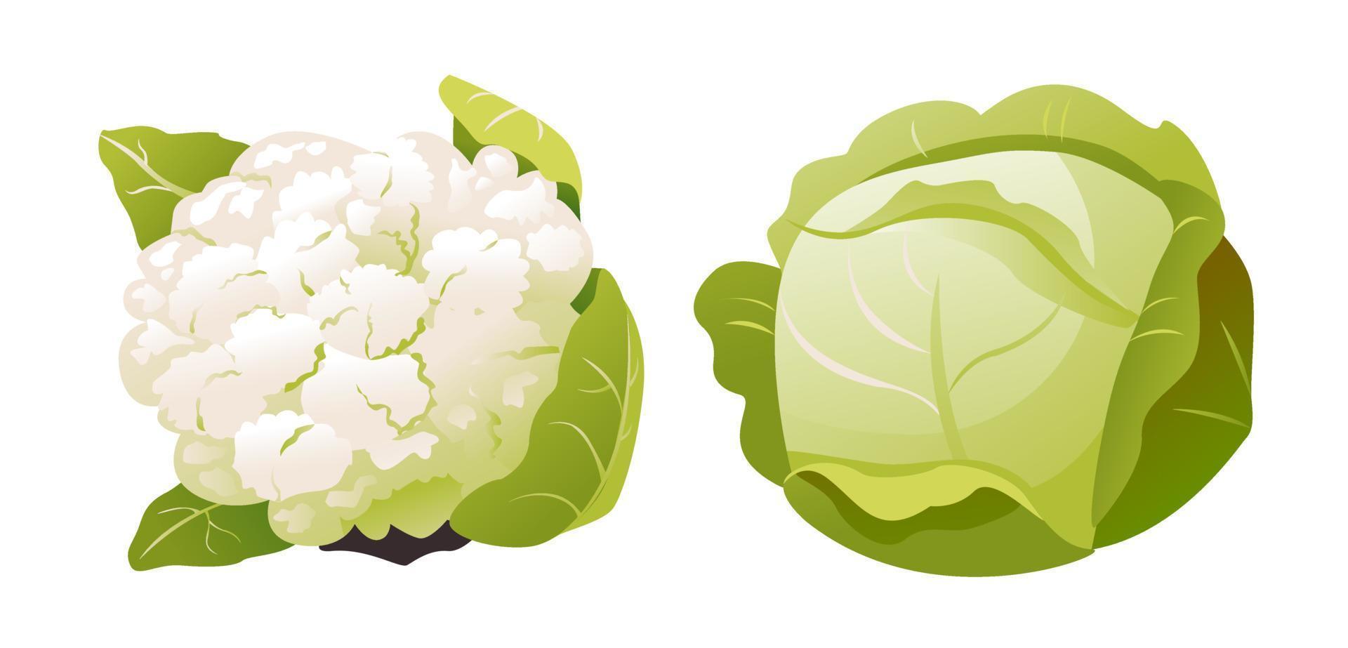 repollo blanco y coliflor aislados en un fondo blanco. alimentos orgánicos saludables, vegetales verdes frescos al estilo de las caricaturas. vector