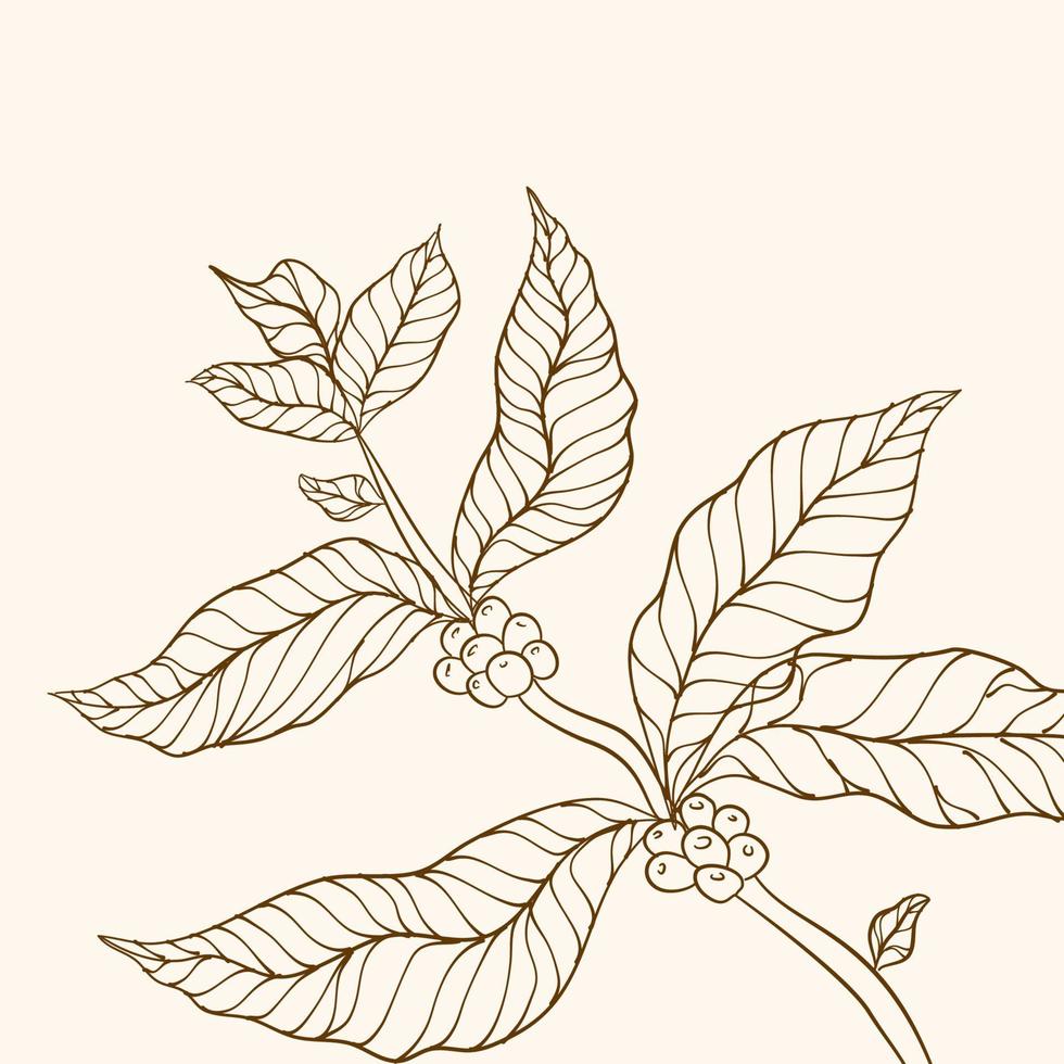 rama de planta de café con hoja. rama de café dibujada a mano. granos de café y hojas. ilustración de árbol planta de cafe ilustración vectorial de la rama de café. vector de árbol de café.