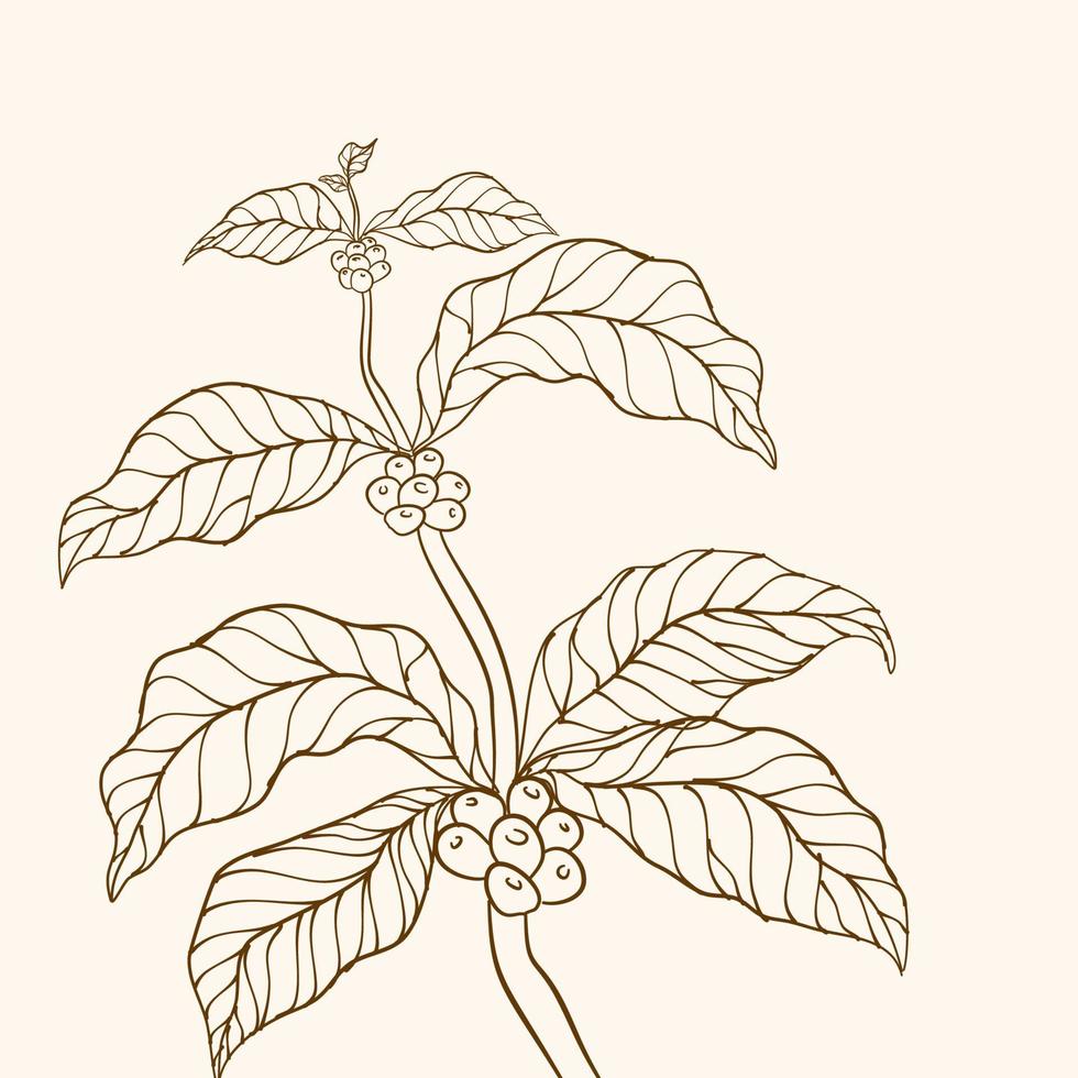 vector de árbol de café. rama con hojas. ilustración vectorial de la rama de café. rama de planta de café con hoja. rama de café dibujada a mano. granos de café y hojas. ilustración de árbol planta de cafe