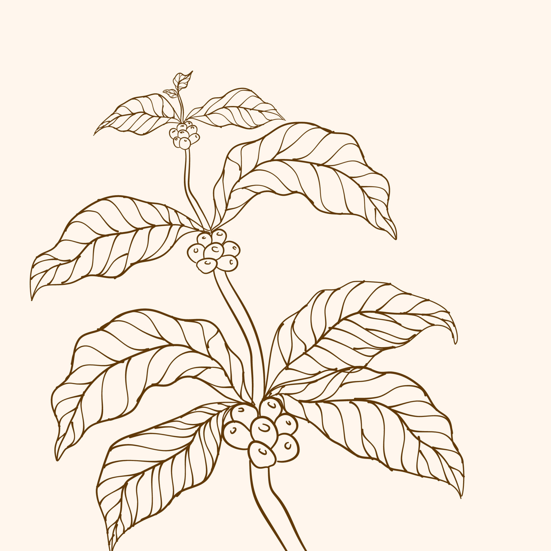 Coffee tree vector. Branch with leaves. vector illustration of coffee