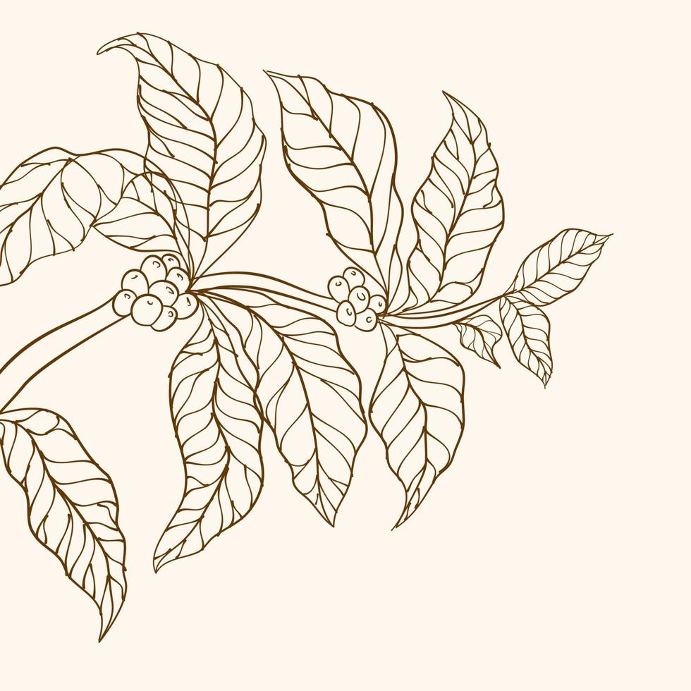 Hand drawn coffee branch. Coffee tree vector. Branch with leaves. vector illustration of coffee branch. Coffee plant branch with leaf. Coffee beans and leaves. tree illustration. Coffee plant.