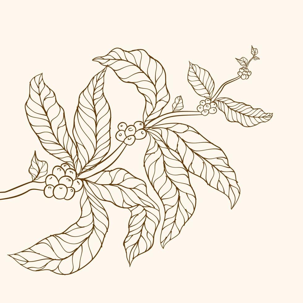planta de cafe granos de café y hojas. ilustración de árbol vector de árbol de café. rama con hojas. ilustración vectorial de la rama de café. rama de planta de café con hoja. rama de café dibujada a mano.
