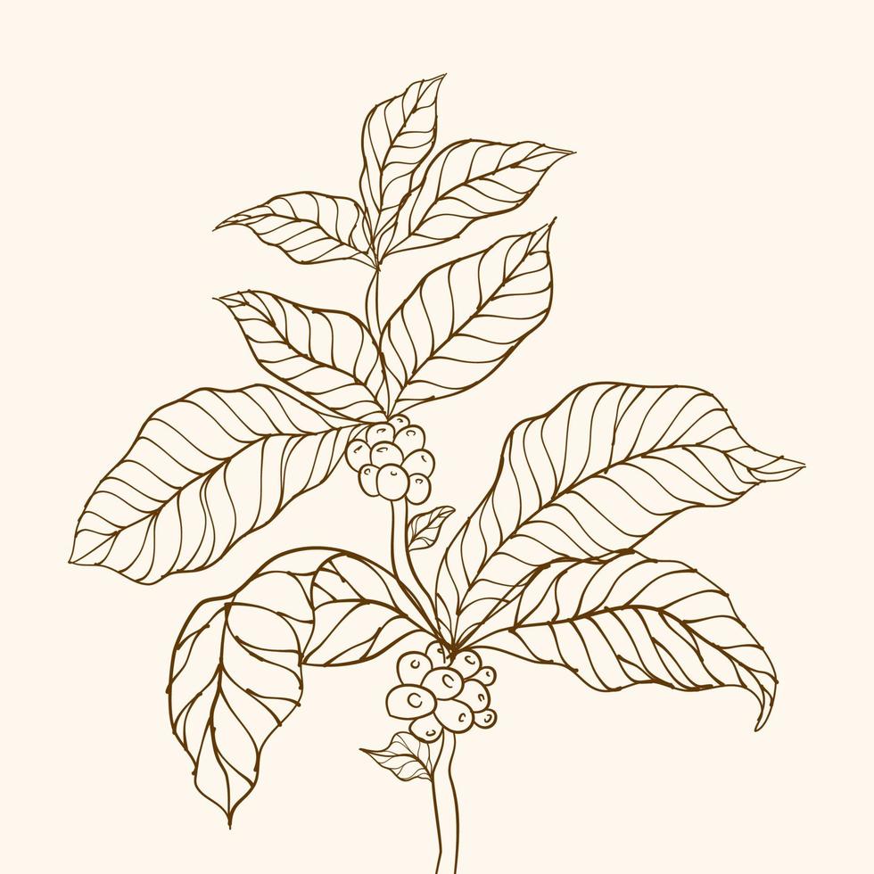 granos de café y hojas. planta de cafe rama de café dibujada a mano. vector de árbol de café. rama de planta de café con hoja. rama con hojas. ilustración vectorial de la rama de café. rama de una planta.