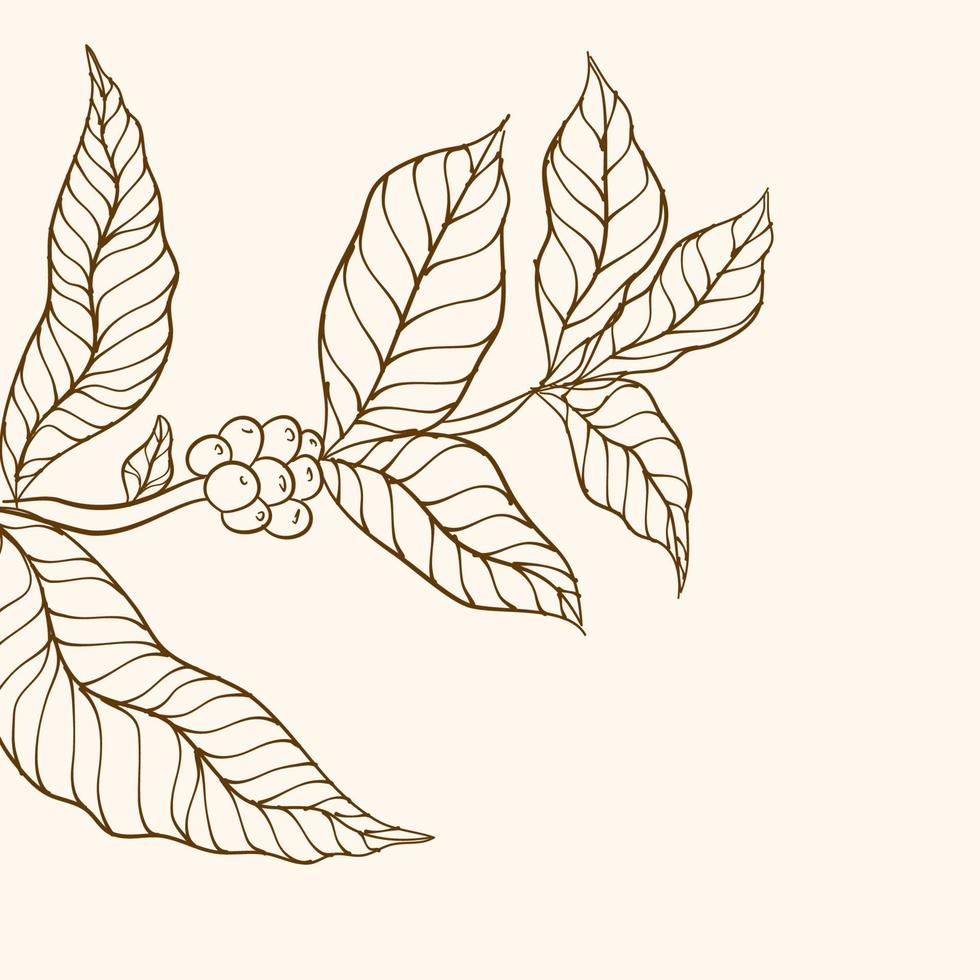 vector de árbol de café. ilustración vectorial de la rama de café. rama de planta de café con hoja. rama de café dibujada a mano. granos de café y hojas. ilustración de árbol planta de cafe