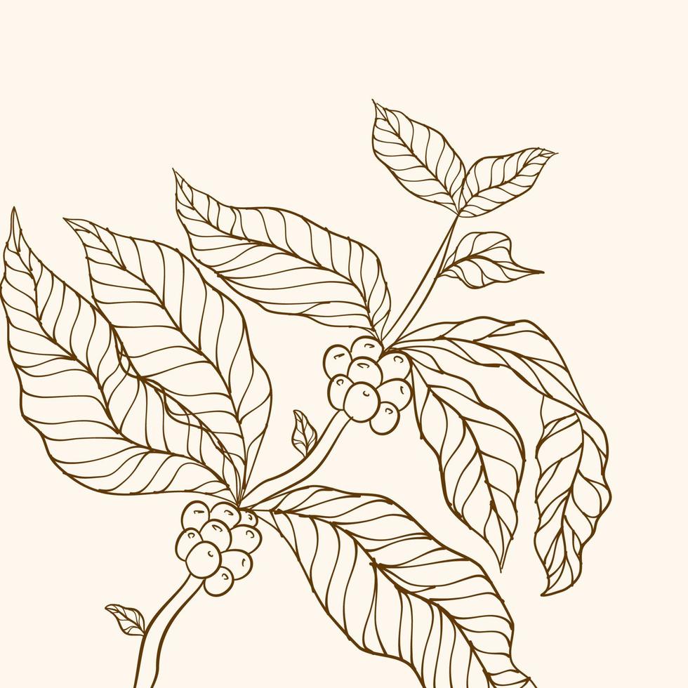 rama de café dibujada a mano. rama de planta de café con hoja. granos de café y hojas. ilustración de árbol planta de cafe vector de árbol de café. ilustración vectorial de la rama de café.