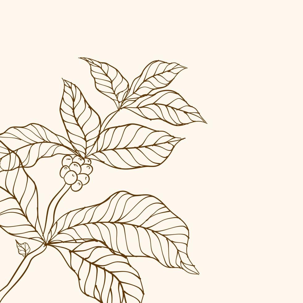 Coffee beans and leaves. Coffee plant. Hand drawn coffee branch. Coffee tree vector. Branch with leaves. vector illustration of coffee branch. Branch of a plant. Coffee plant branch with leaf.