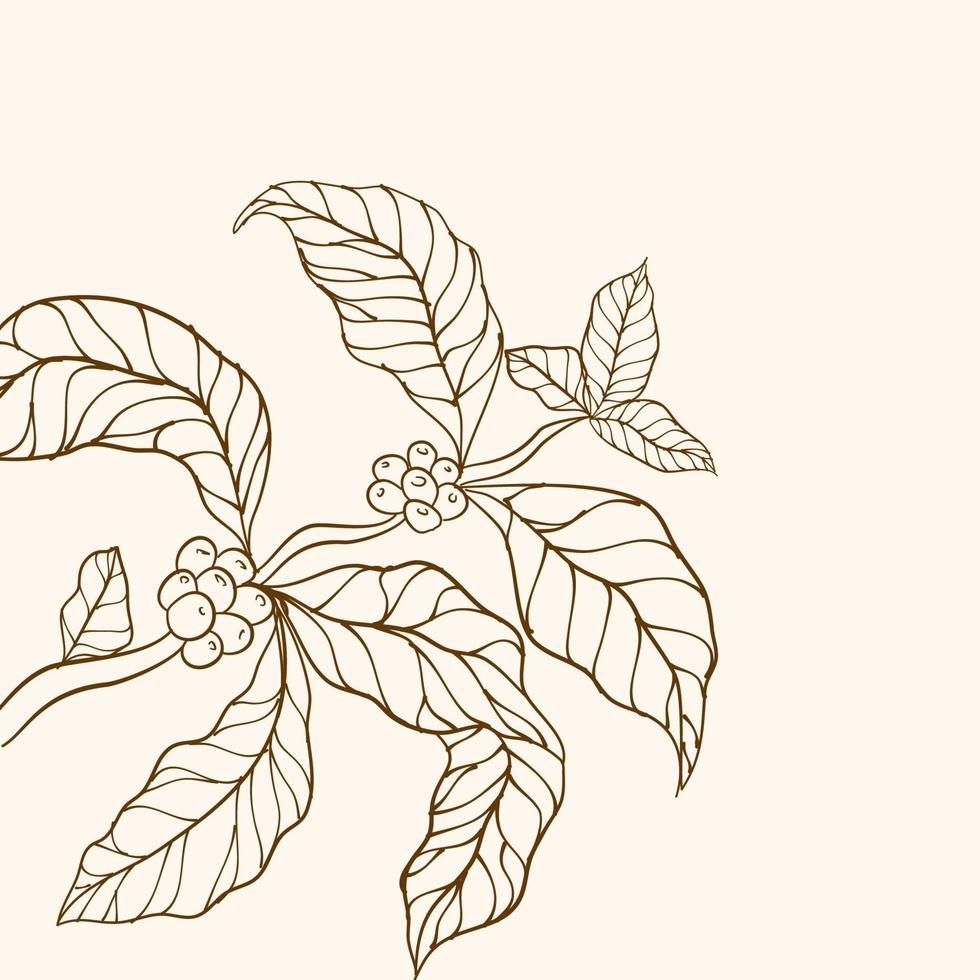 Coffee beans and leaves. Branch of a plant. Hand drawn coffee branch. Coffee tree vector. Coffee plant branch with leaf. Branch with leaves. Coffee plant. Vector illustration of coffee branch.