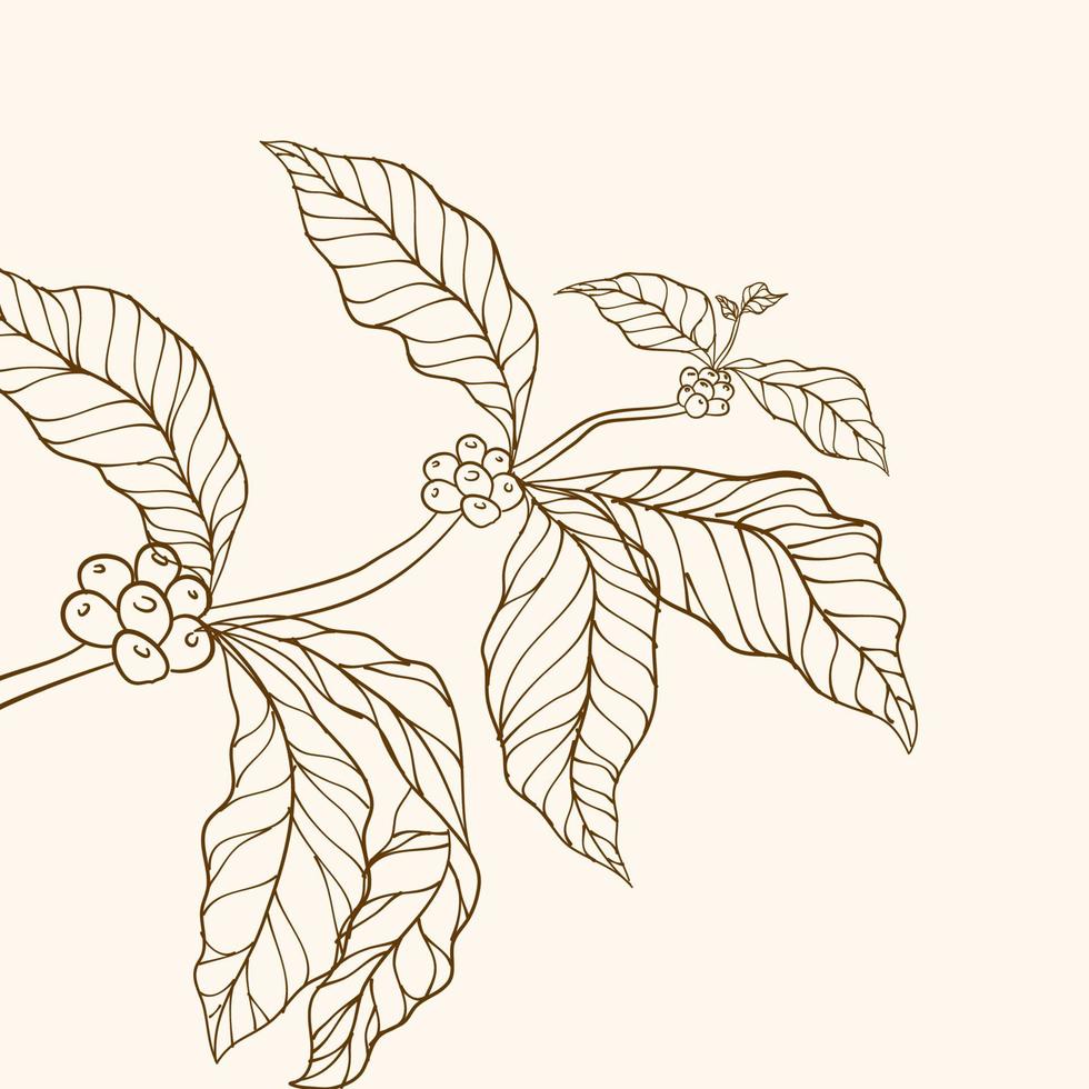 Coffee tree vector. Coffee plant. vector illustration of coffee branch. Coffee plant branch with leaf. Hand drawn coffee branch. Coffee beans and leaves. branch with leaves. tree illustration.