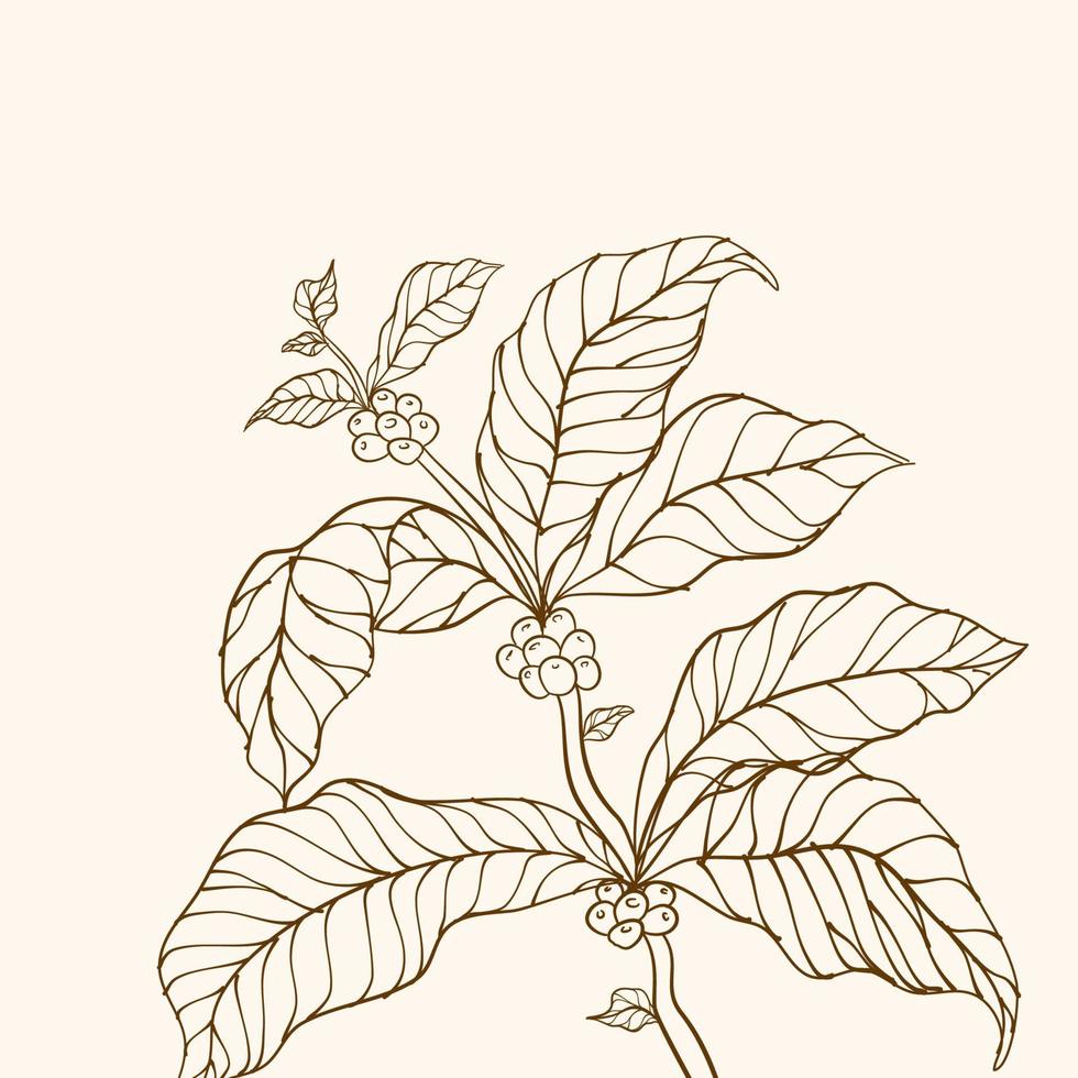 Coffee plant. Hand drawn coffee branch. Coffee tree vector. Branch with leaves. vector illustration of coffee branch. Coffee plant branch with leaf. Coffee beans and leaves. Branch of a plant.