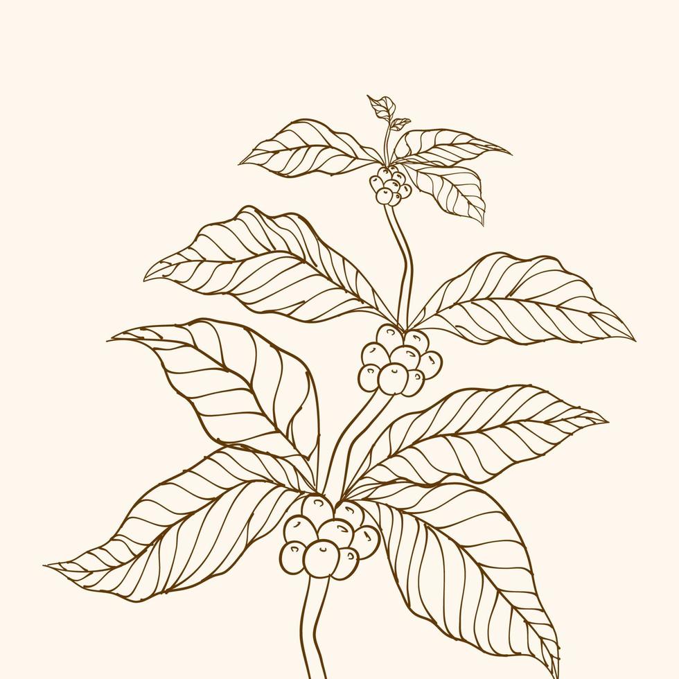 vector de árbol de café. ilustración vectorial de la rama de café. rama de planta de café con hoja. rama de café dibujada a mano. granos de café y hojas. rama con hojas. ilustración de árbol planta de cafe