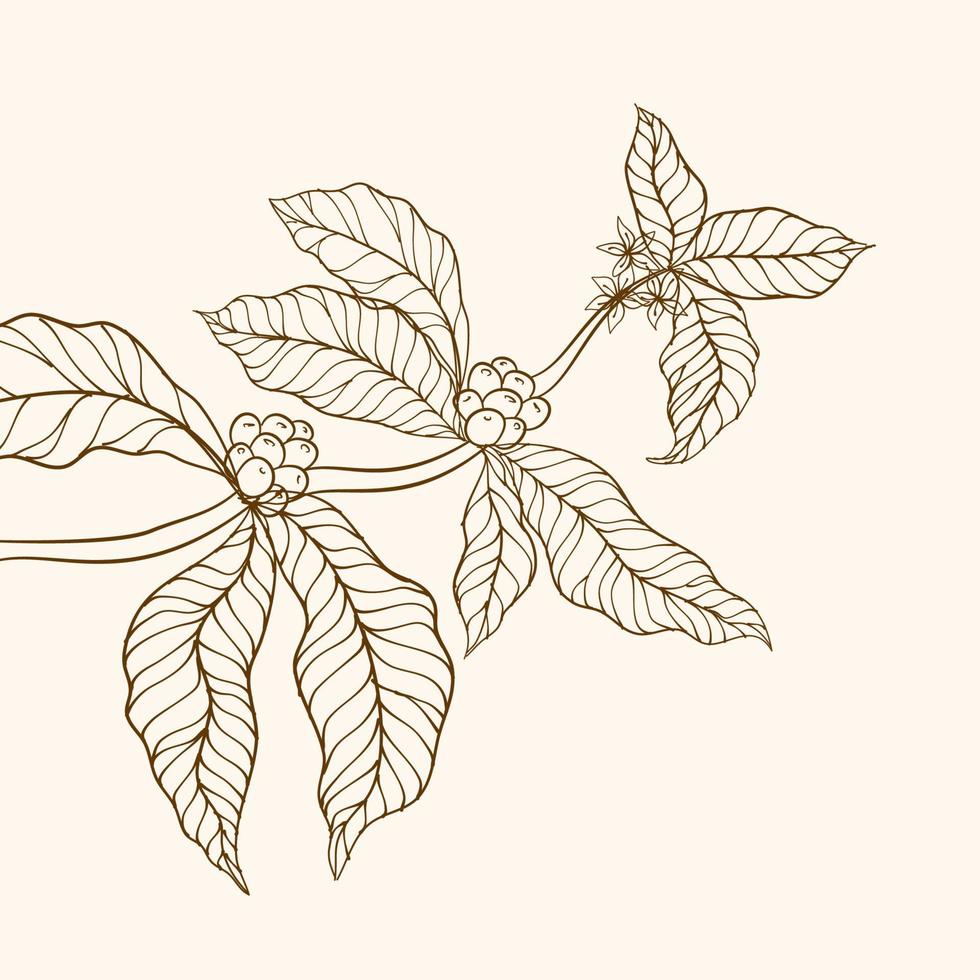 Coffee plant. Hand drawn coffee branch. Coffee tree vector. Branch with leaves. vector illustration of coffee branch. Coffee plant branch with leaf. Coffee beans and leaves.