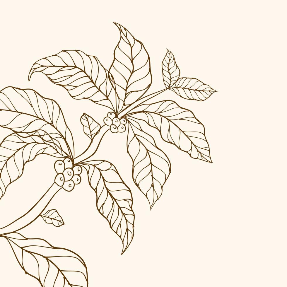 vector de árbol de café. ilustración vectorial de la rama de café. rama de planta de café con hoja. rama de café dibujada a mano. granos de café y hojas. ilustración de árbol planta de cafe rama con hojas.