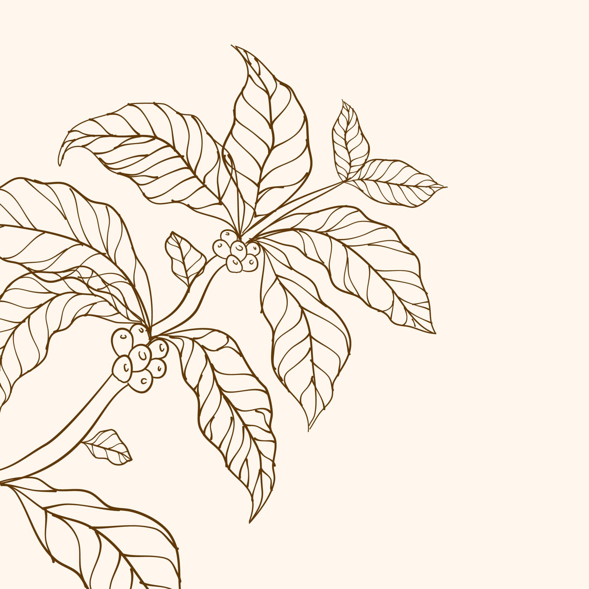 Coffee tree vector vector illustration of coffee branch Coffee plant Coffee tree vector vector illustration of coffee branch Coffee plant