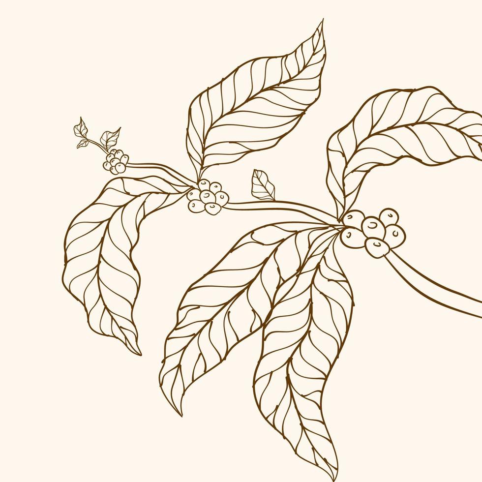 Coffee tree vector. Branch with leaves. vector illustration of coffee branch. Coffee plant branch with leaf. Hand drawn coffee branch. Coffee plant. Coffee beans and leaves. tree illustration.