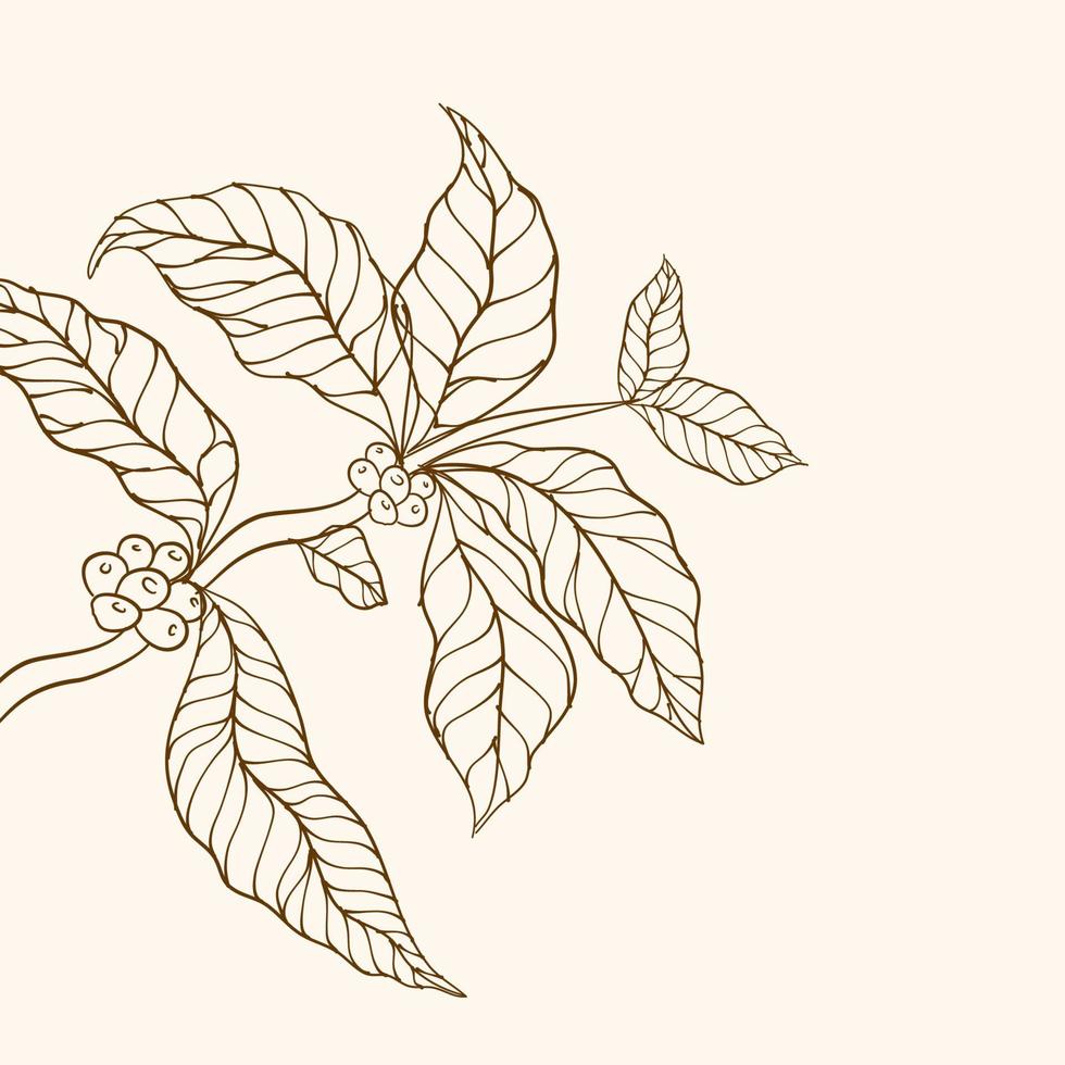 rama de planta de café con hoja. rama de café dibujada a mano. granos de café y hojas. ilustración de árbol planta de cafe vector de árbol de café. ilustración vectorial de la rama de café. rama con hojas.