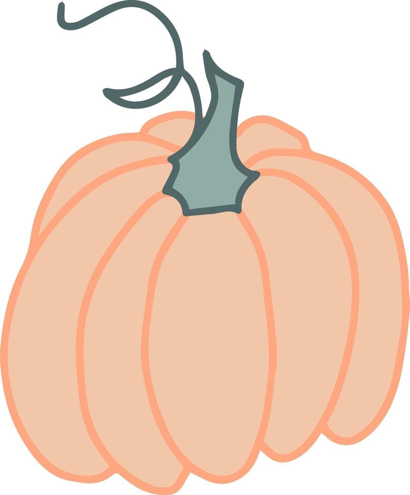 pumpkin vegetable vector hand drawn illustration seasonal autumn harvest