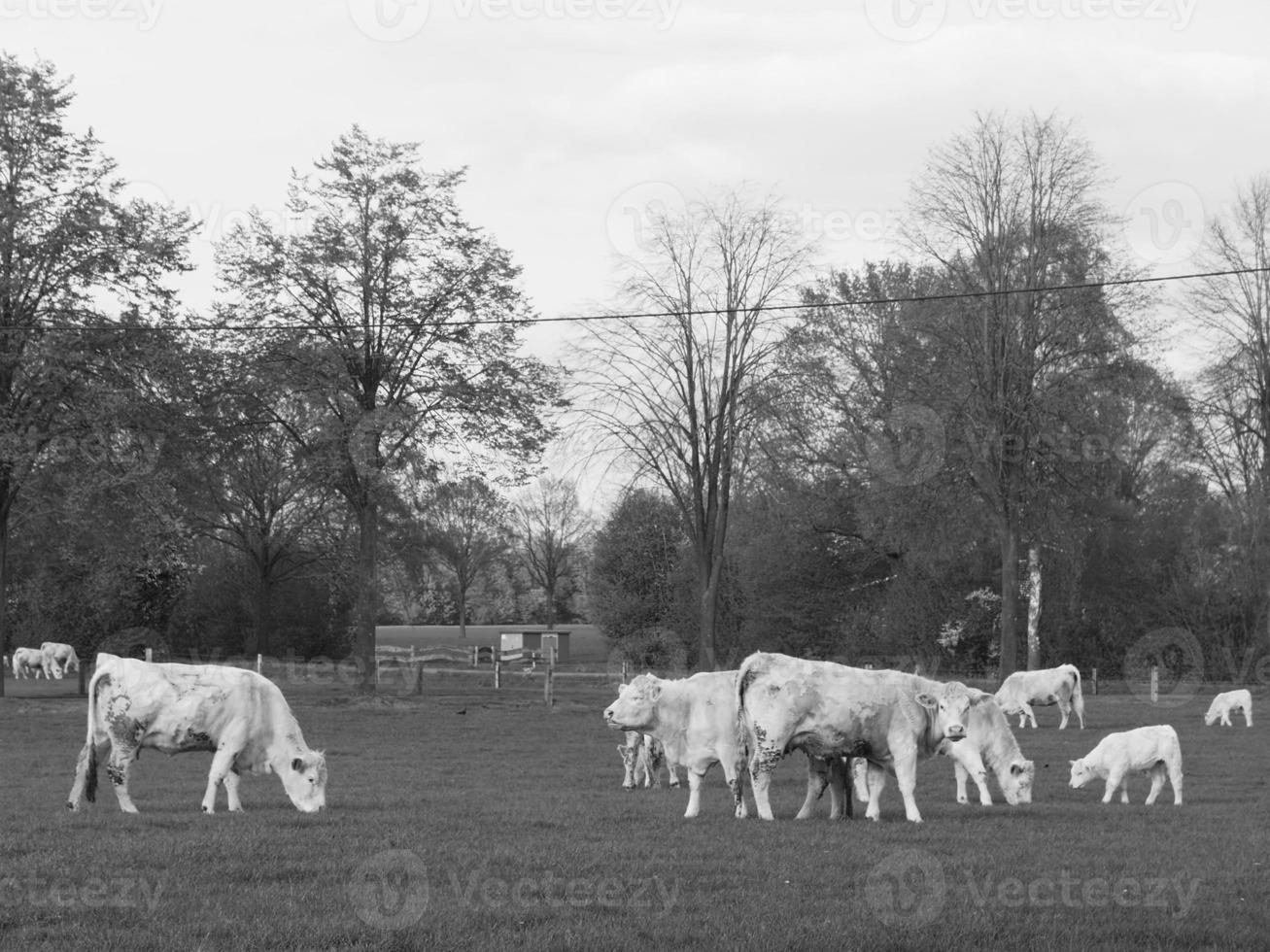 summer time in westphalia photo