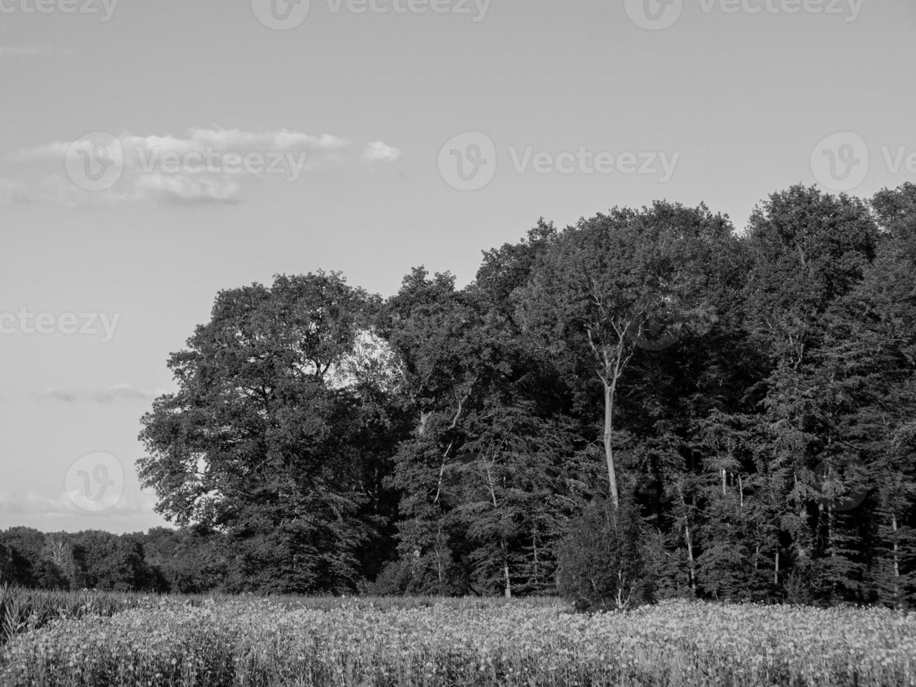 summer in westphalia photo