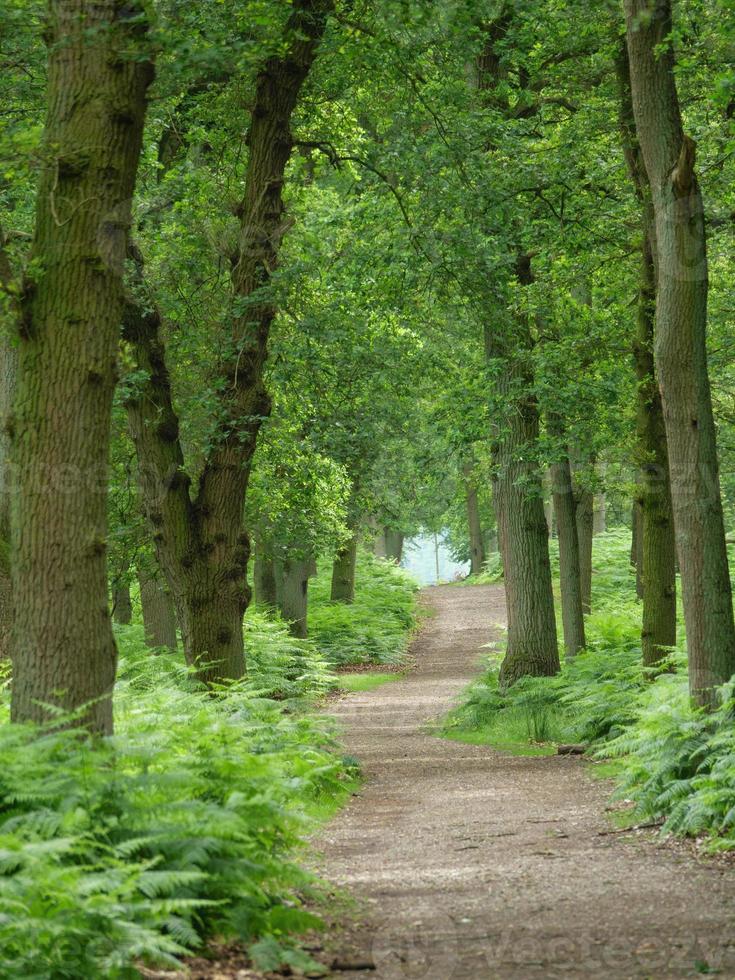 hiking in a german forest photo