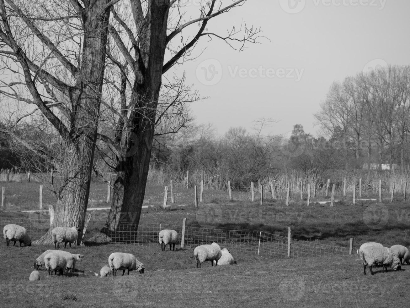 hiking in the german muensterland photo
