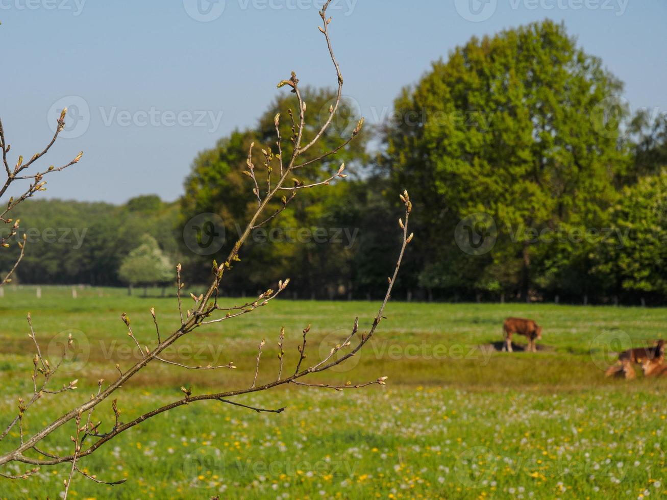 senderismo cerca de reken en el muensterland alemán foto