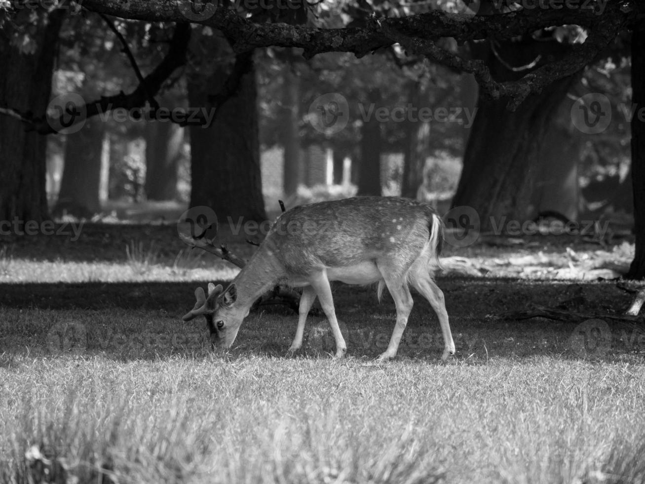 summer in westphalia photo
