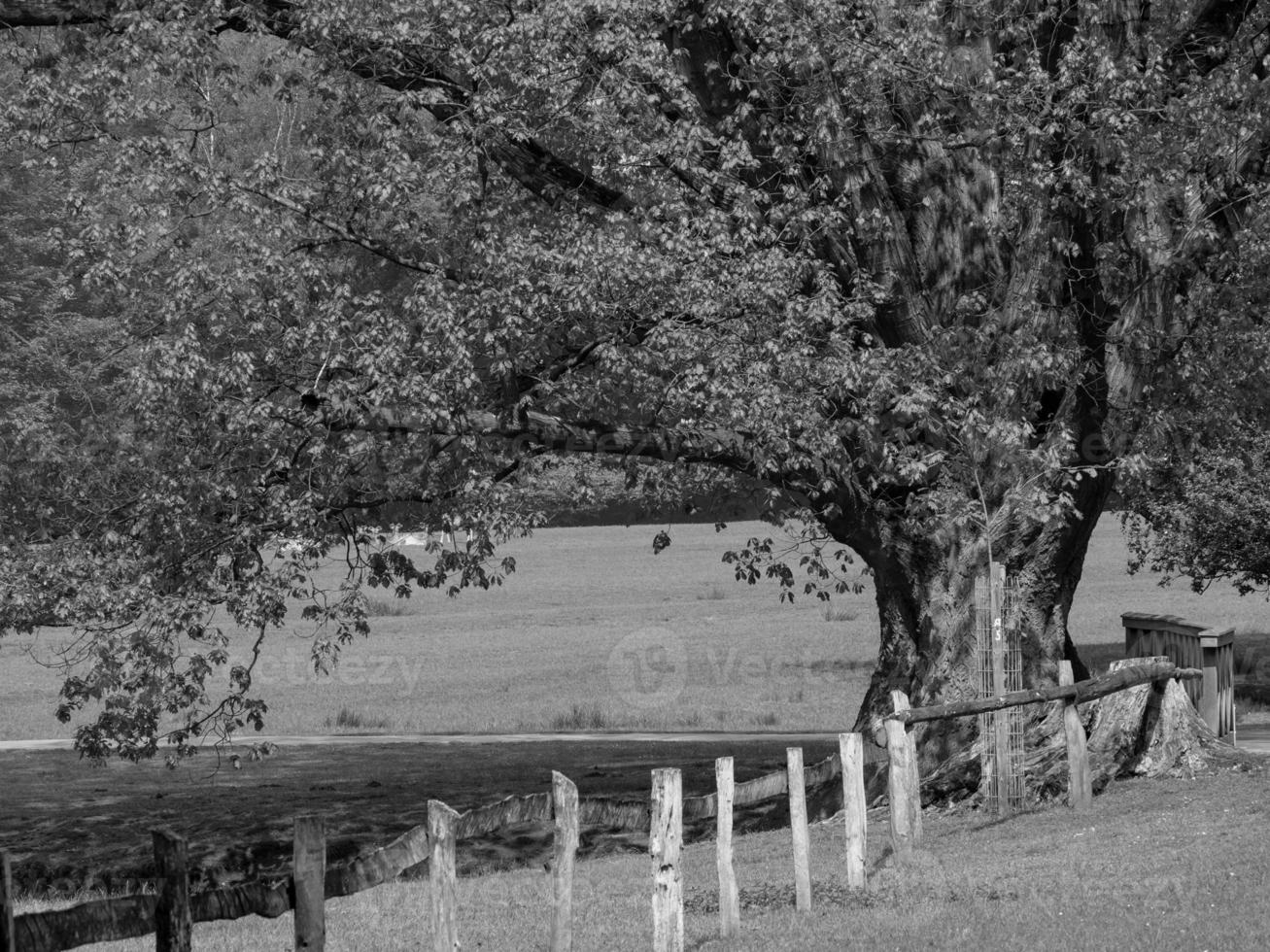 summer in westphalia photo