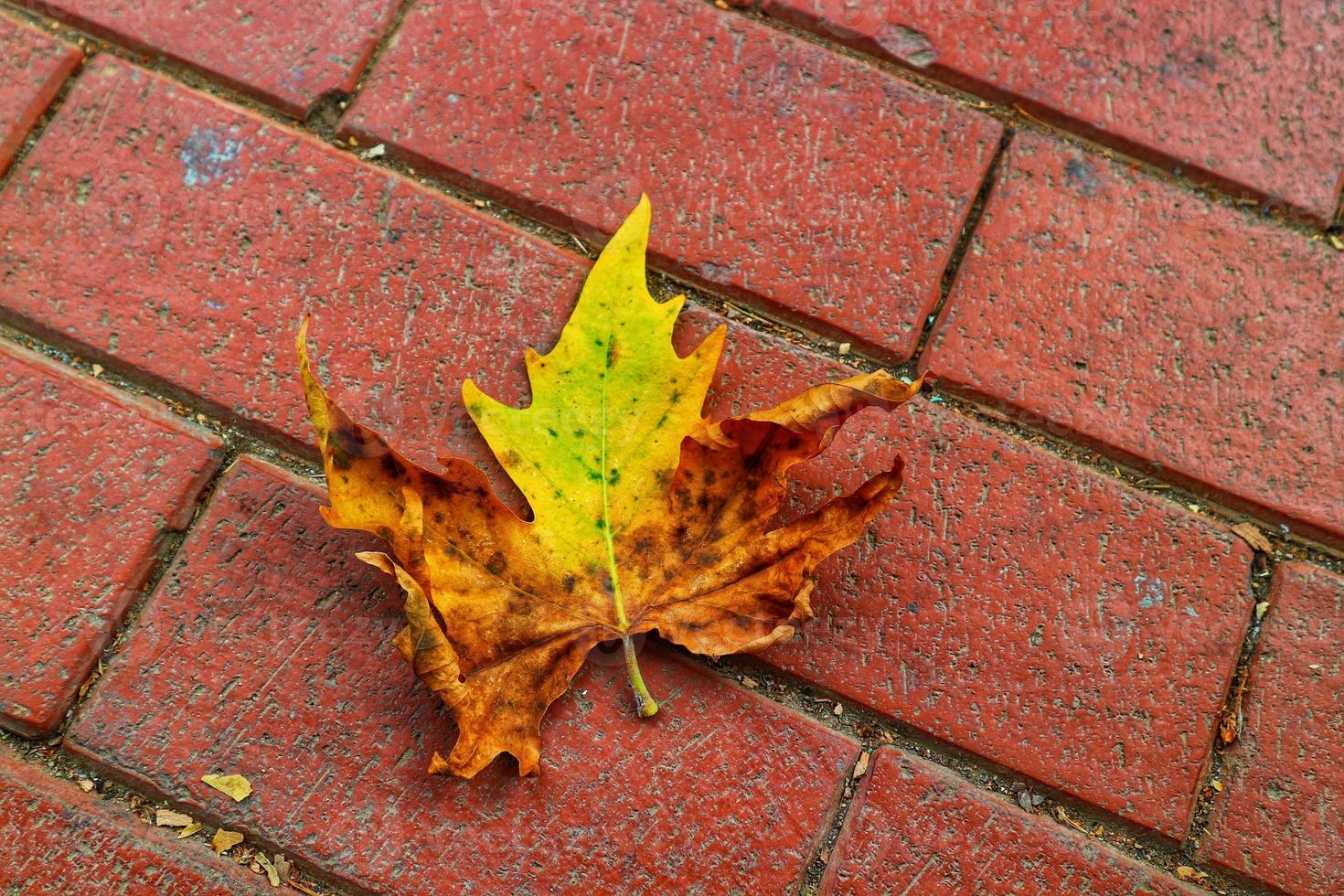 Isolated photo of a maple leaf falling to the ground which is yellowish brown in color. Maple leaves have three to five pointed sides.