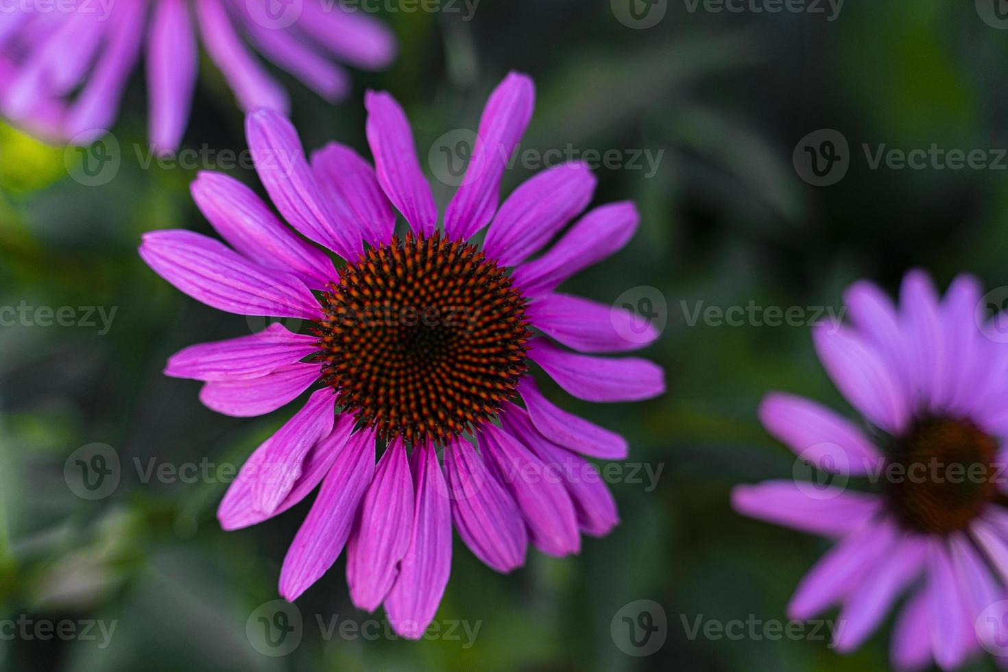 Echinacea purpurea copy space. Vegetable background macro texture Photo