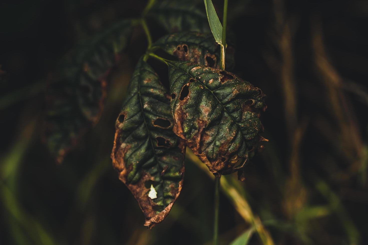 Leaves dying slowly from the tree photo