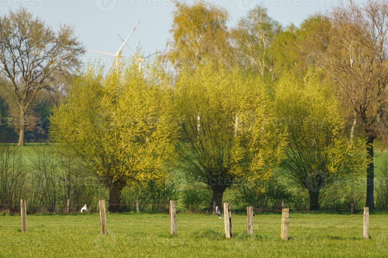 trees in westphalia photo